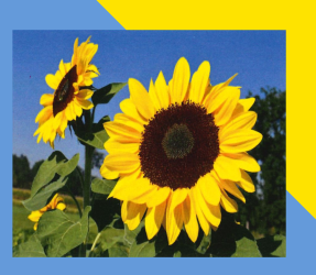 Logo Sonnenblume